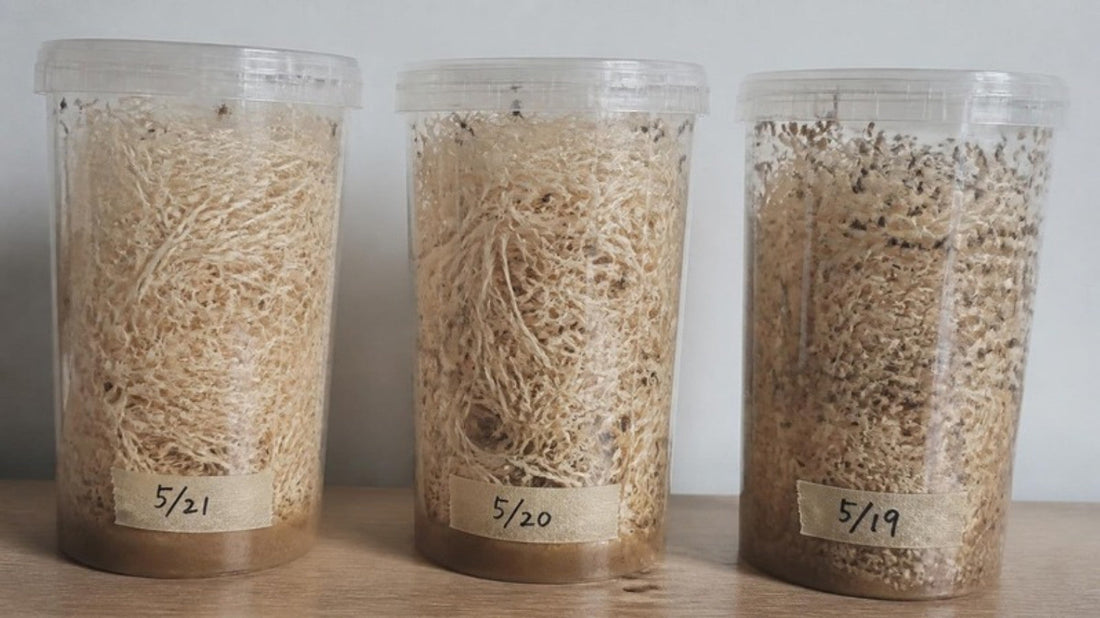 Three fruit fly cultures at different stages, each packed with wood wool