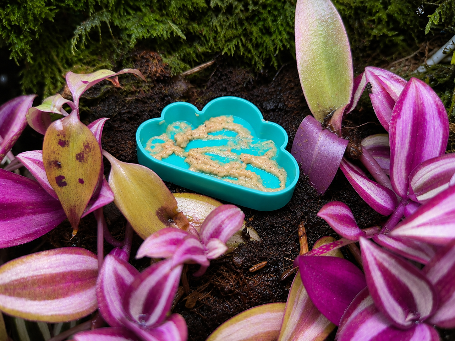 Reptile Feeding Dishes
